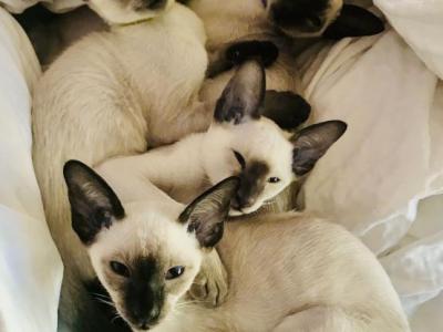 Seal And Chocolate Points - Siamese - Gallery Photo #1