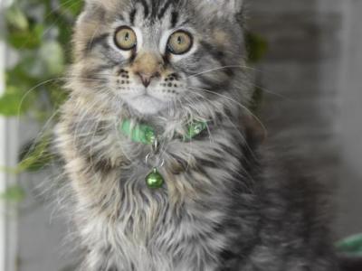 Maine Coons Ready Now TICA Registered - Maine Coon - Gallery Photo #1