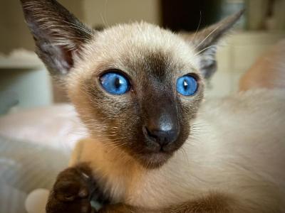 Elfelis XVI - Siamese - Gallery Photo #1