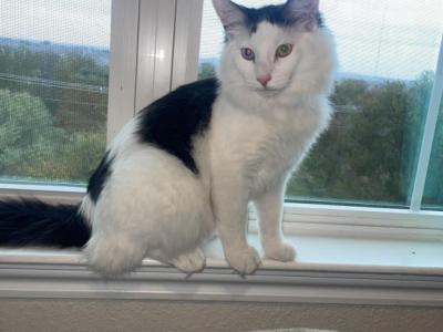 Figaro - Turkish Angora - Gallery Photo #1