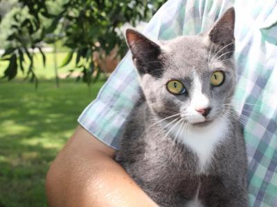 Russian Blue Mix - Russian Blue - Gallery Photo #1