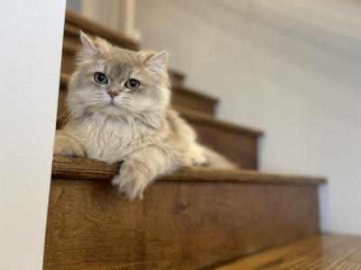 Queezy - British Shorthair - Gallery Photo #1