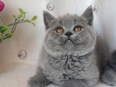 Bahara - British Shorthair - Gallery Photo #1