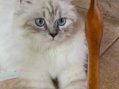 Persian Ragdolls Charlotte And Sebastian - Persian - Gallery Photo #1