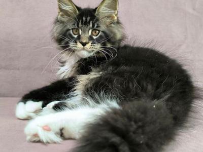 Archi - Maine Coon - Gallery Photo #1