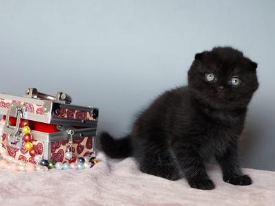 Patrick - Scottish Fold - Gallery Photo #1