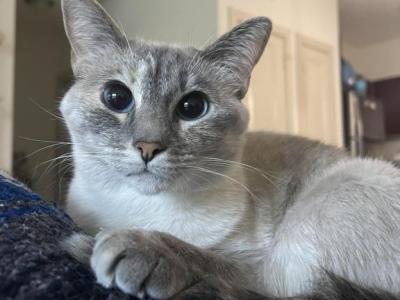 Lucy - Siamese - Gallery Photo #1