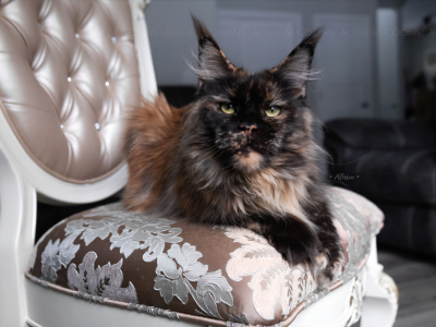 Rem - Maine Coon - Gallery Photo #1