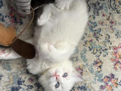 Purrfect Seal Point Bicolor Boy - Ragdoll - Gallery Photo #1