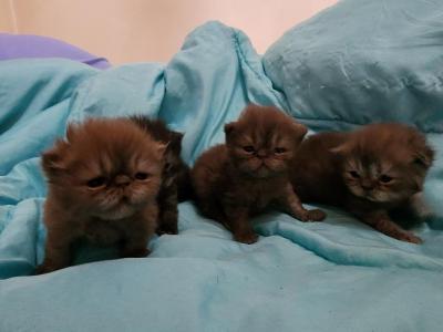 CFA Chocolate Male Persian - Persian - Gallery Photo #1