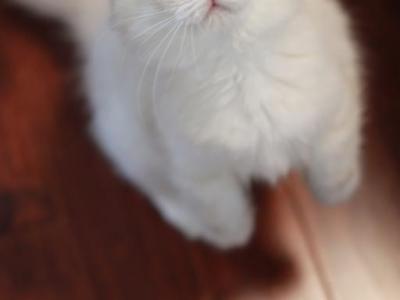 Seal Lynx Mitted - Ragdoll - Gallery Photo #1