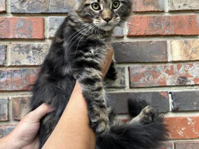 Huge Java - Maine Coon - Gallery Photo #1