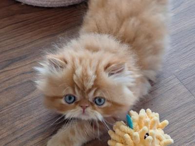 Persian Kittens - Persian - Gallery Photo #1