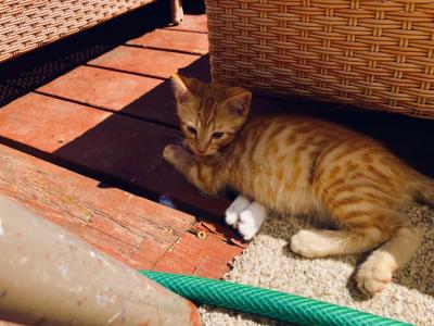 Kitten - Bengal - Gallery Photo #1