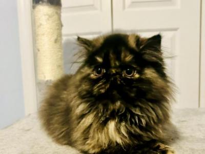 Pumpkin - Persian - Gallery Photo #1