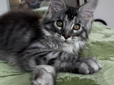 Girl Avrora Starlet Pet - Maine Coon - Gallery Photo #1