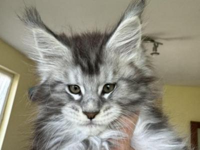 Girl Anastasia Starlet Pet - Maine Coon - Gallery Photo #1