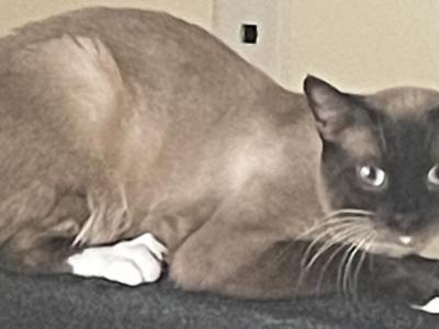 Simeon - Siamese - Gallery Photo #1