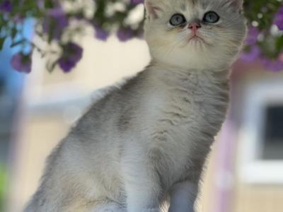 Zumba - British Shorthair - Gallery Photo #1