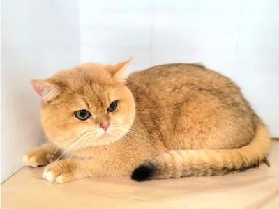 Yamaneko - British Shorthair - Gallery Photo #1