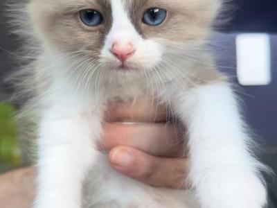 RESERVED Ragdoll - Ragdoll - Gallery Photo #1