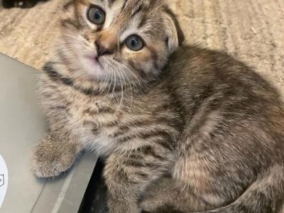 Tiger - Scottish Fold - Gallery Photo #1