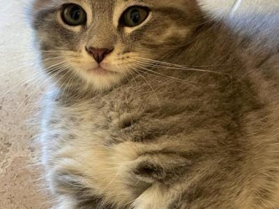 Silver - Scottish Fold - Gallery Photo #1