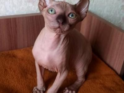 Paris Chocolate Point - Sphynx - Gallery Photo #1