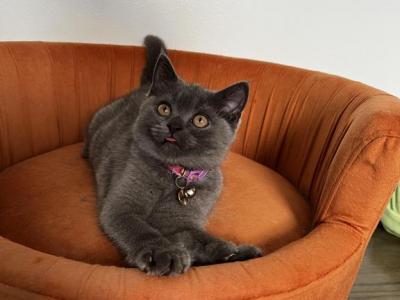 Anise - British Shorthair - Gallery Photo #1