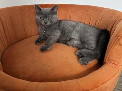 Brie - British Shorthair - Gallery Photo #1