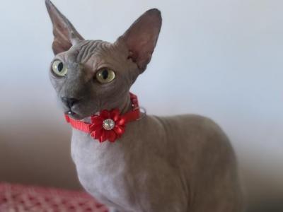 Gala - Sphynx - Gallery Photo #1