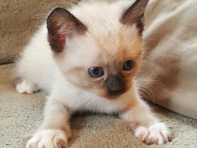 Siamese Snowshoe Kittens - Siamese - Gallery Photo #1