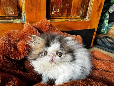 Cfa Tabby And A Black Bicolor - Persian - Gallery Photo #1