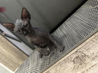 Black Female Kitten - Sphynx - Gallery Photo #1