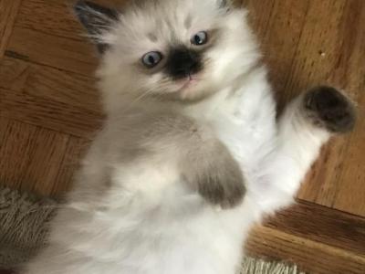 Himalayan Kittens - Himalayan - Gallery Photo #1