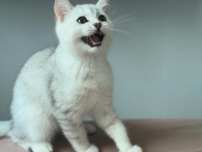 Snow White - Scottish Fold - Gallery Photo #1