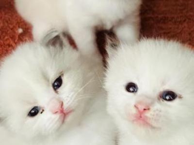 Princess Lea Skywalker & Rico Suave 1ST Litter - Ragdoll - Gallery Photo #1