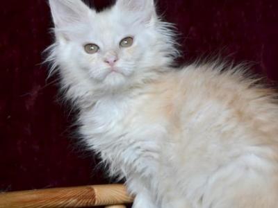 Maine Coon NOV Jazina - Maine Coon - Gallery Photo #1