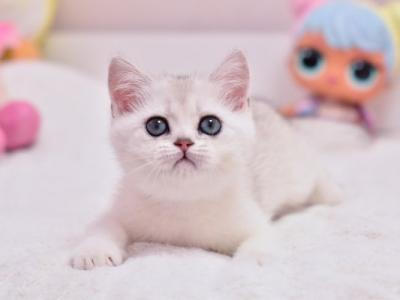 Tiffany2 British - British Shorthair - Gallery Photo #1