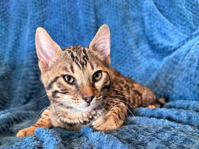 Bengal Male Kittens - Bengal - Gallery Photo #1