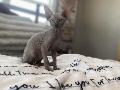 Sphynx Boy - Sphynx - Gallery Photo #1