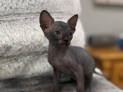 Sphynx Kittens - Sphynx - Gallery Photo #1