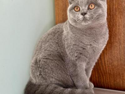 Severus Von Shmidt - British Shorthair - Gallery Photo #1