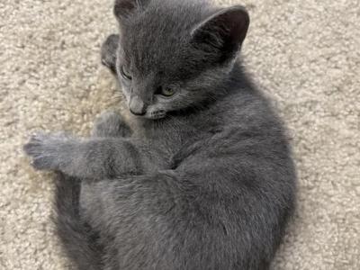 Tucker - Russian Blue - Gallery Photo #1