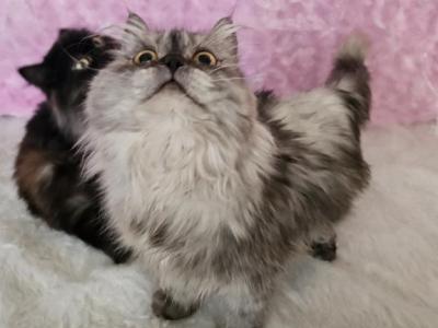 Female Persian Kitten - Persian - Gallery Photo #1