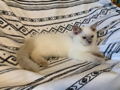 Jaspar - Ragdoll - Gallery Photo #1