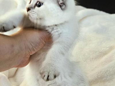 Teddy Boy - Scottish Fold - Gallery Photo #1