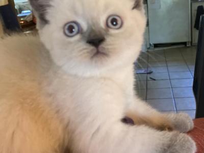 Sky - British Shorthair - Gallery Photo #1