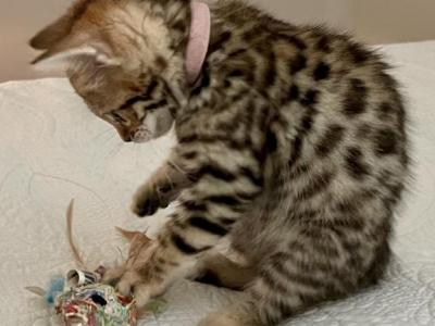 Bengal Baby Kittens - Bengal - Gallery Photo #1