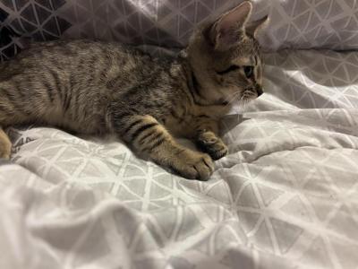 NA - American Shorthair - Gallery Photo #1